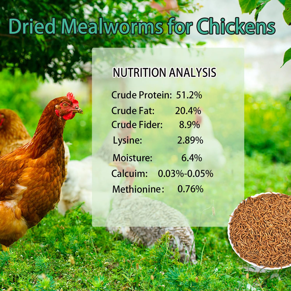 KAYHEN dried mealworms being spread to chickens during feeding.
