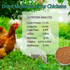 KAYHEN dried mealworms being spread to chickens during feeding.