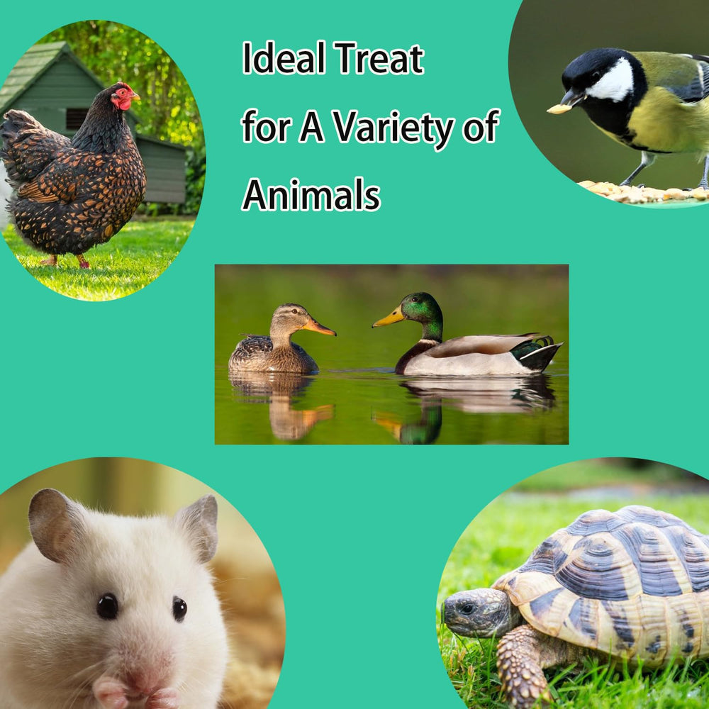 KAYHEN mealworms used as a treat for poultry and wildlife.