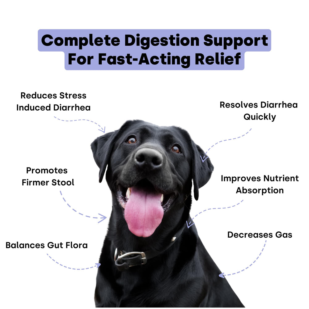 Kayode Digestive Enzymes powder aids nutrient absorption for dogs.