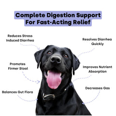 Kayode Digestive Enzymes powder aids nutrient absorption for dogs.