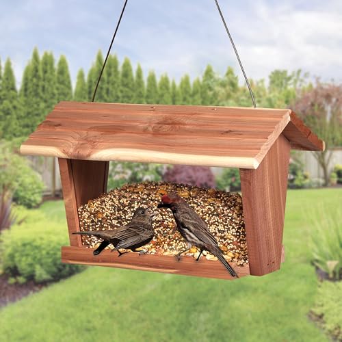 Kaytee seed blend in outdoor feeder supporting busy parental birds