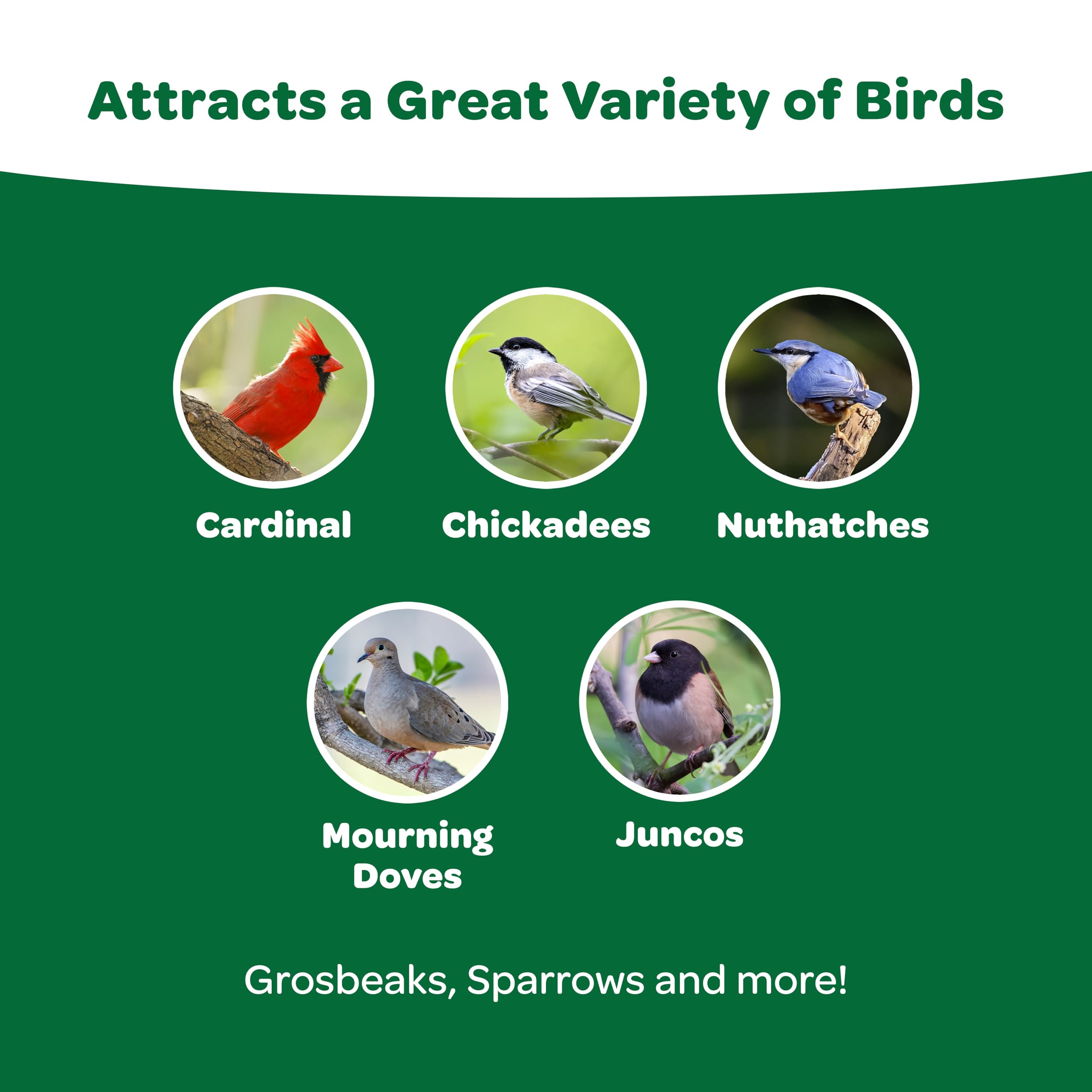Kaytee Essentials Blend with black oil sunflower seeds offers high-energy nutrition for backyard birds