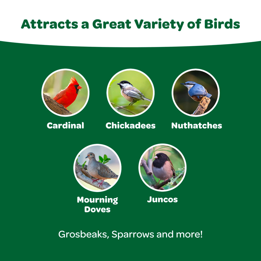 Kaytee Essentials Blend with black oil sunflower seeds offers high-energy nutrition for backyard birds