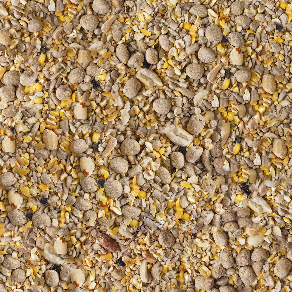 Kaytee Seed and Suet No Mess Peanut 10 lb in feeder attracts more birds.