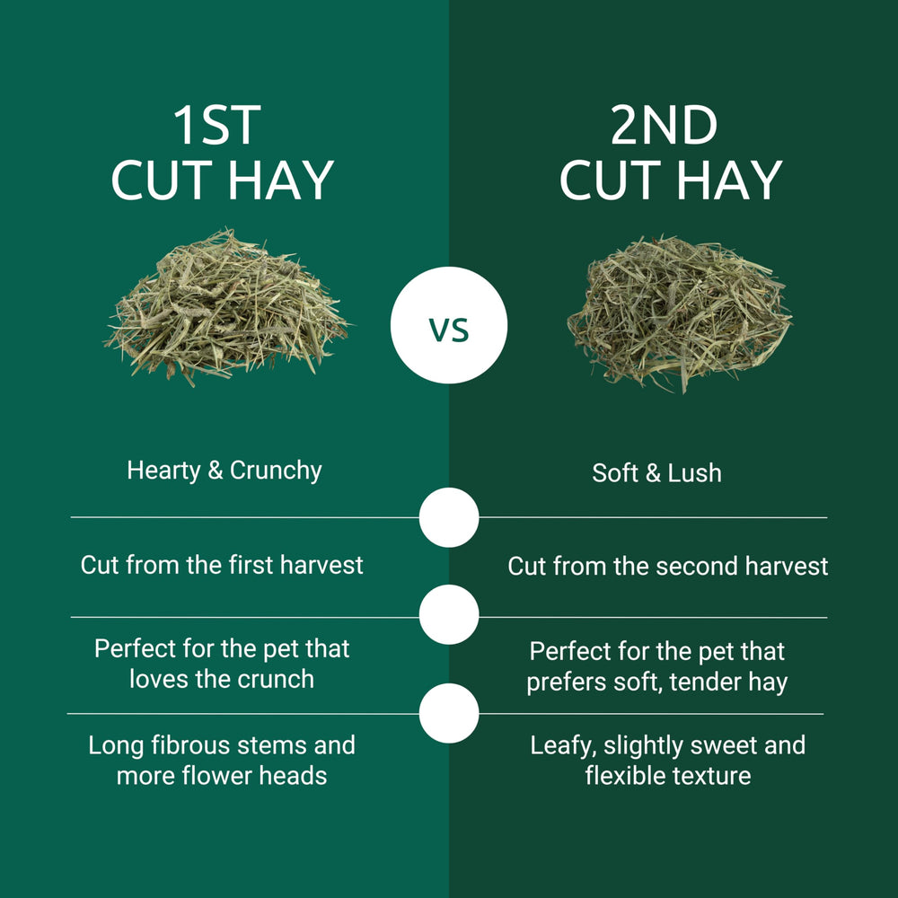 Kaytee Timothy Hay close-up highlighting long fiber strands for digestive health.