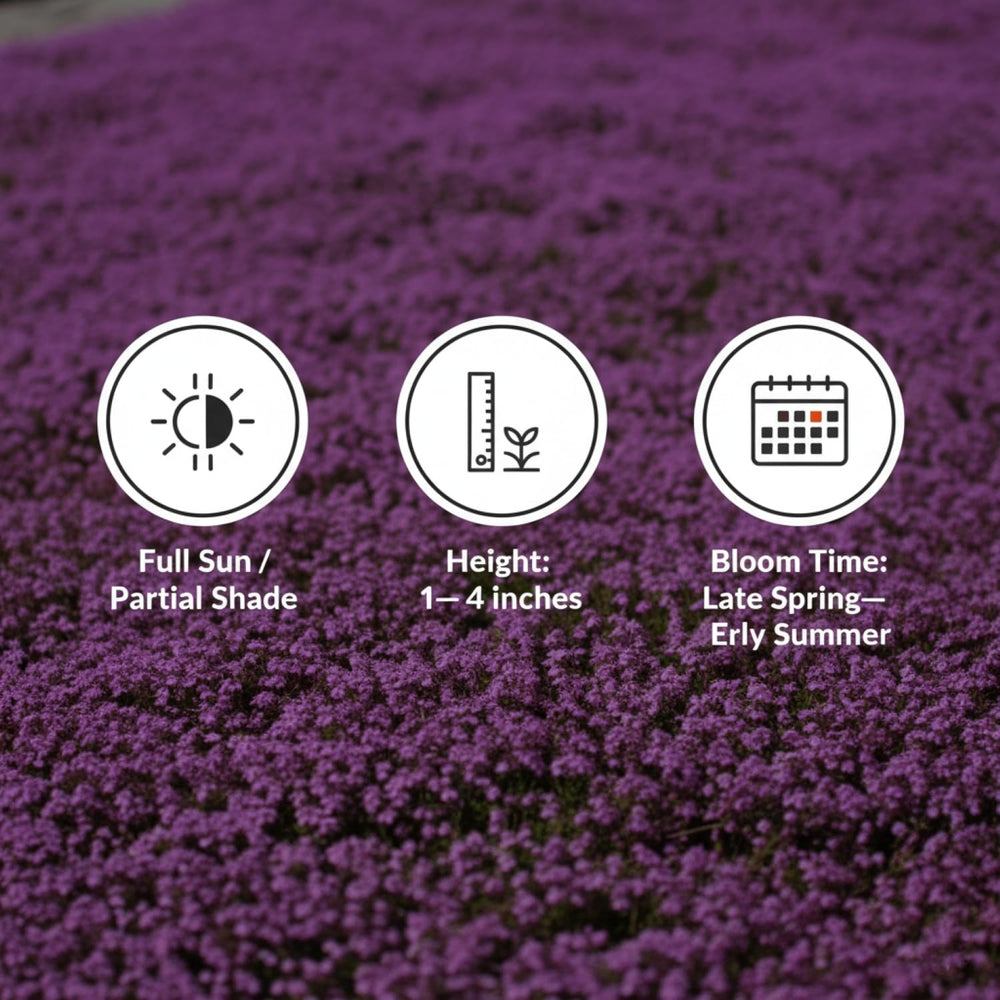 KCT GARDEN deer-resistant creeping thyme ideal for borders
