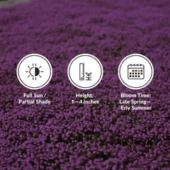 KCT GARDEN deer-resistant creeping thyme ideal for borders