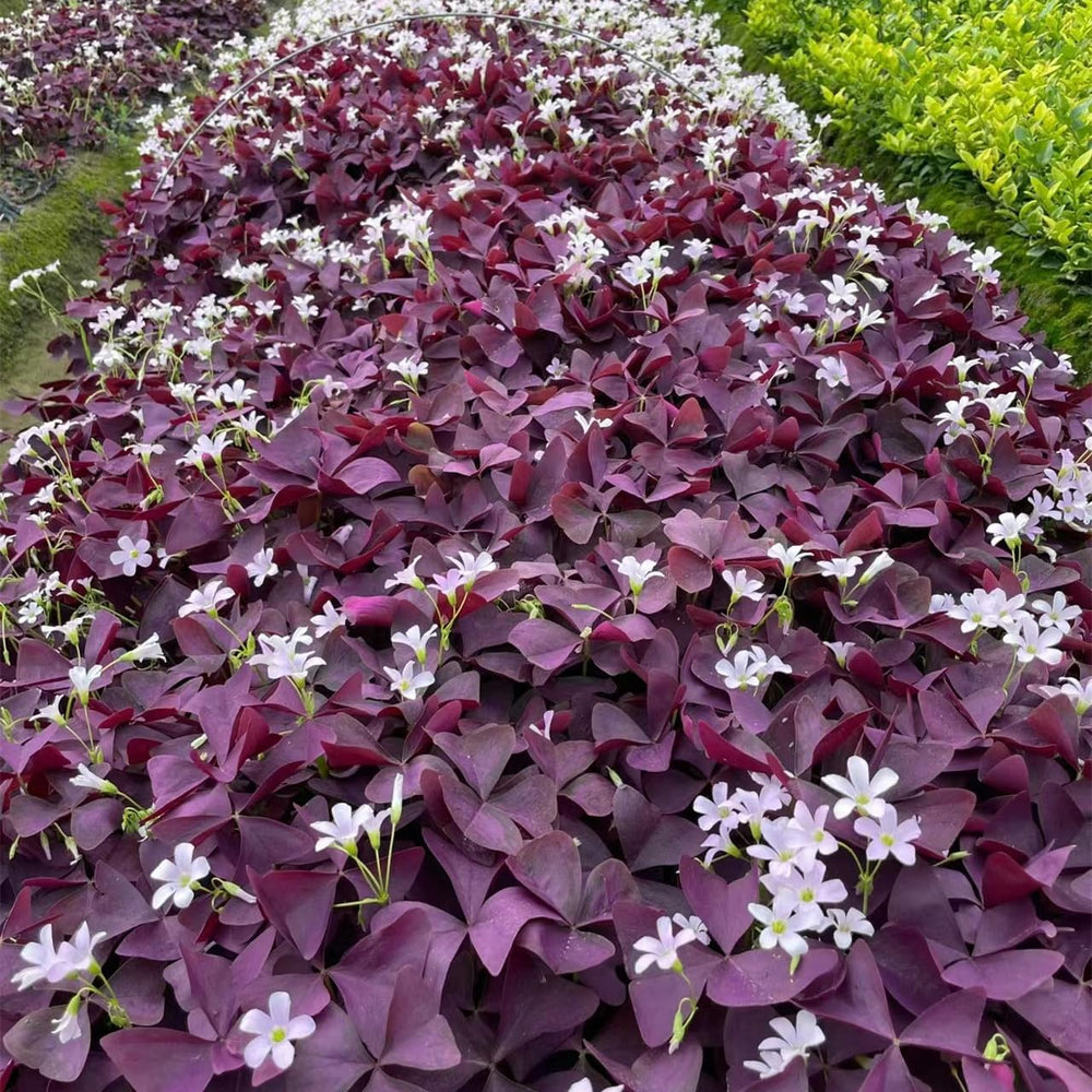 KCT GARDEN full-sun to partial-shade oxalis thrive with steady moisture.