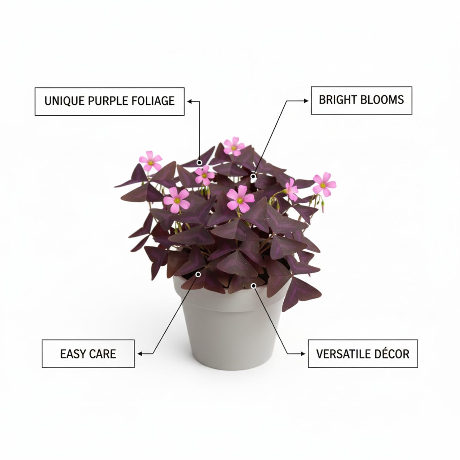 KCT GARDEN garden bed oxalis shamrocks bring color to beds.