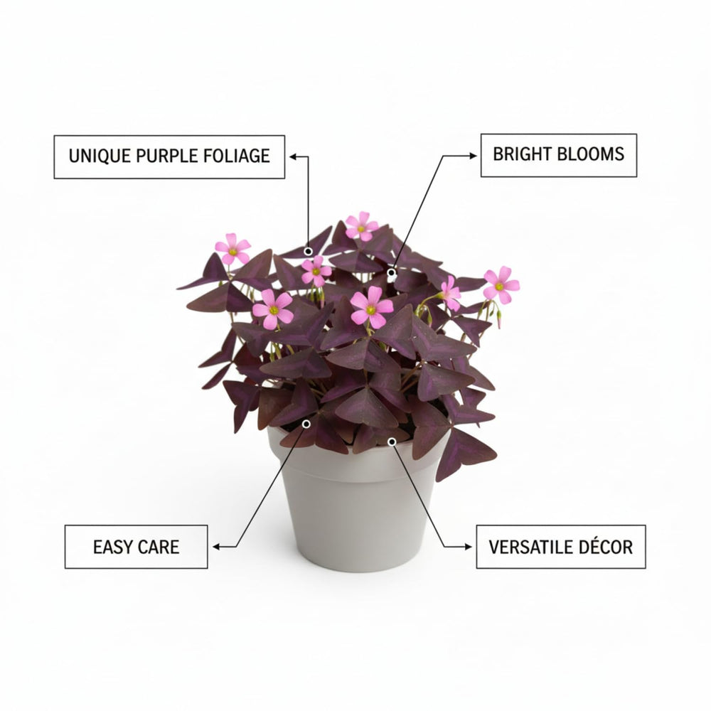 KCT GARDEN garden bed oxalis shamrocks bring color to beds.