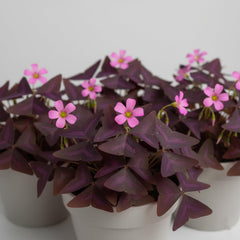 KCT GARDEN indoor outdoor oxalis triangularis bulbs in pots or beds.