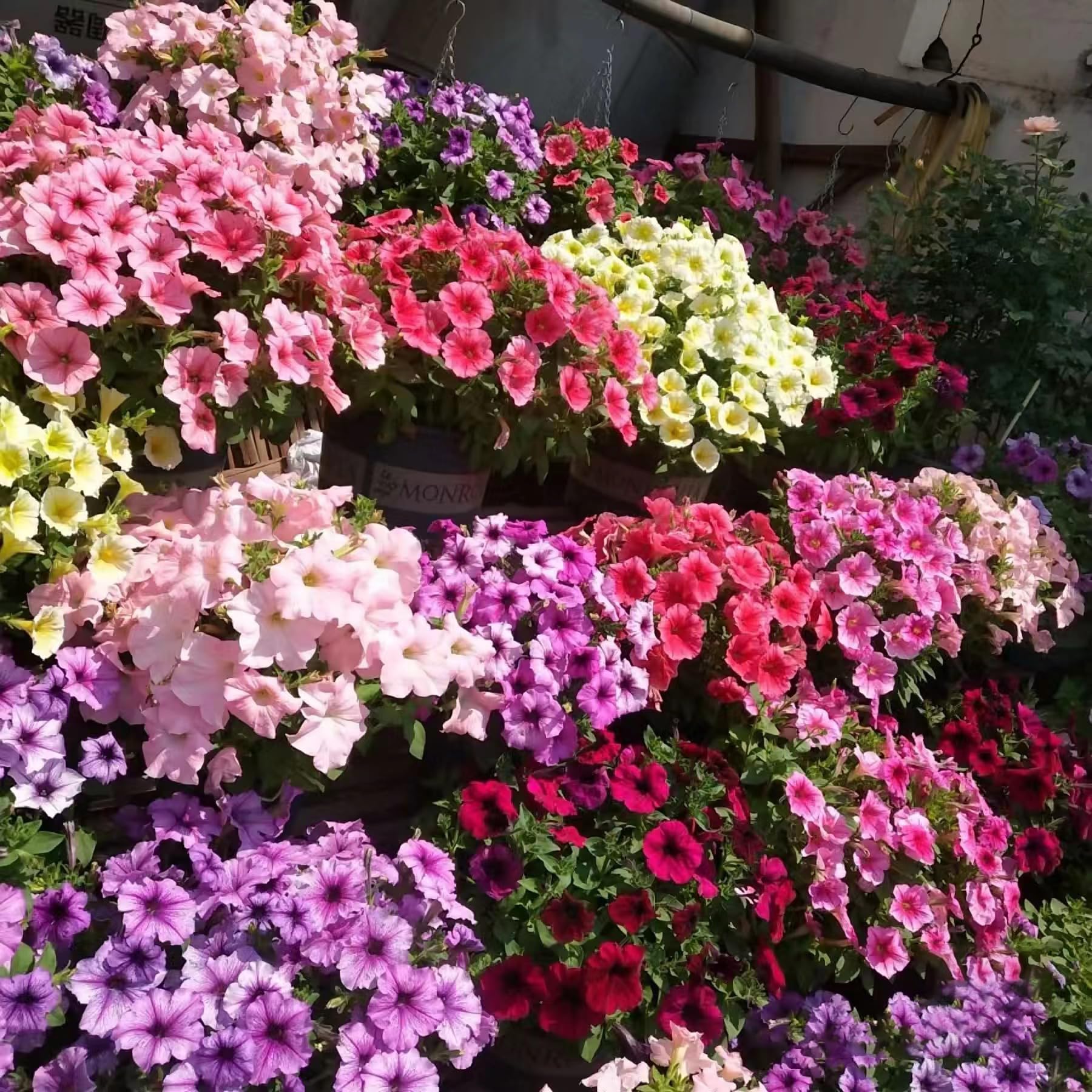 KCT GARDEN Petunia seeds bloom display, color-rich garden accents.
