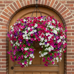 KCT GARDEN Petunia seeds ready for garden beds, creating a lively border.