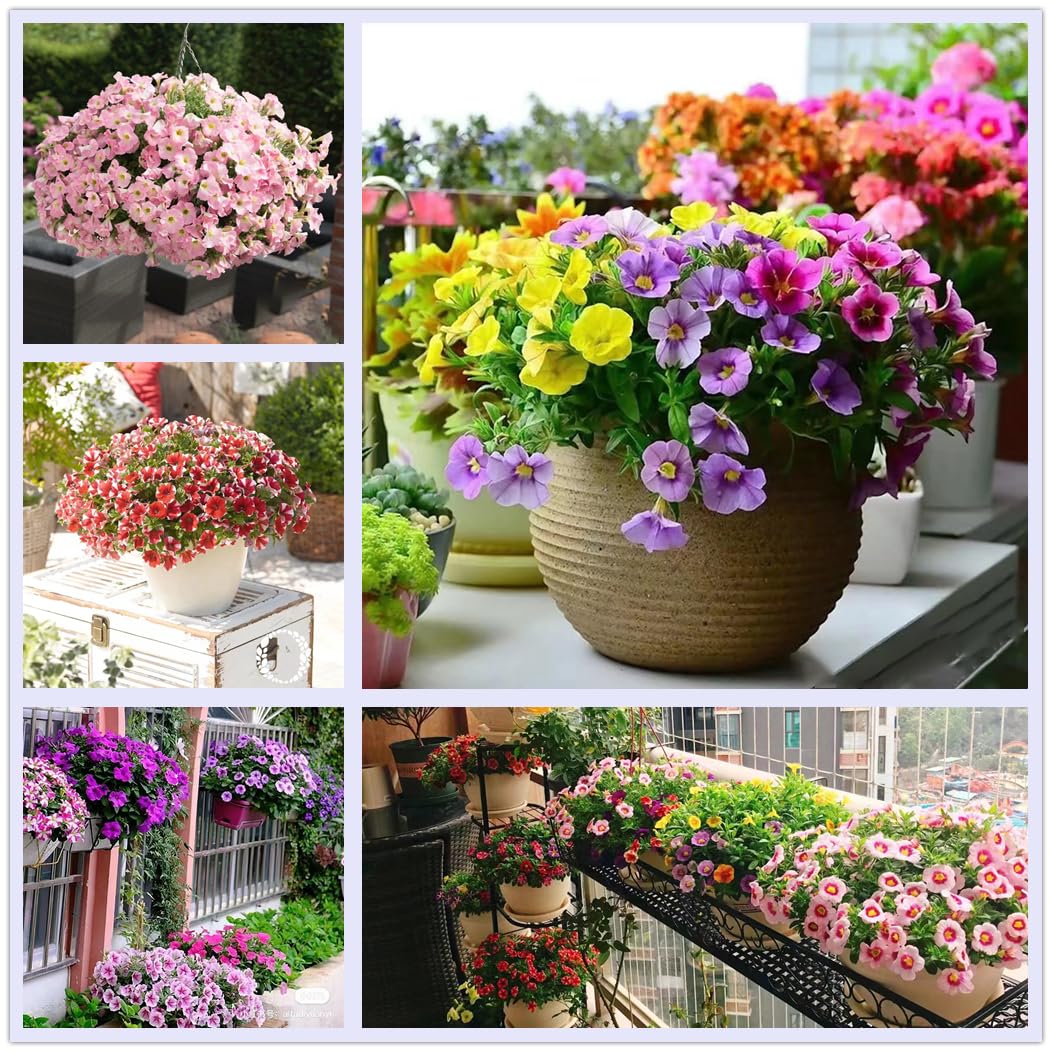 KCT GARDEN Petunia seeds spring planting, supports long blooming season.
