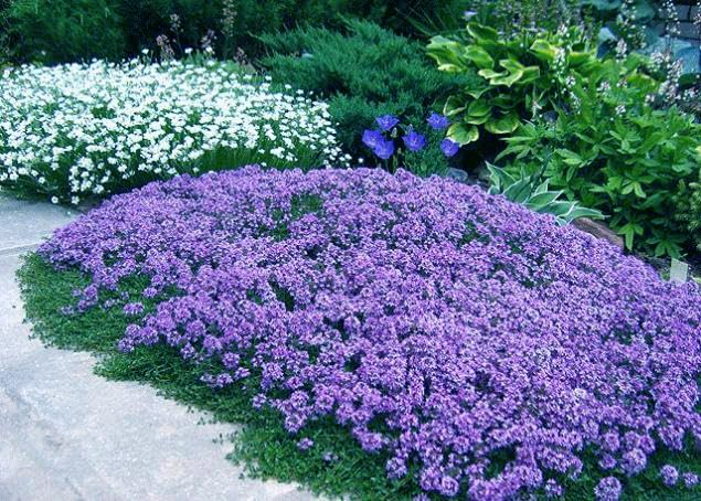 KCT GARDEN thyme ground cover stabilizing a rocky garden slope