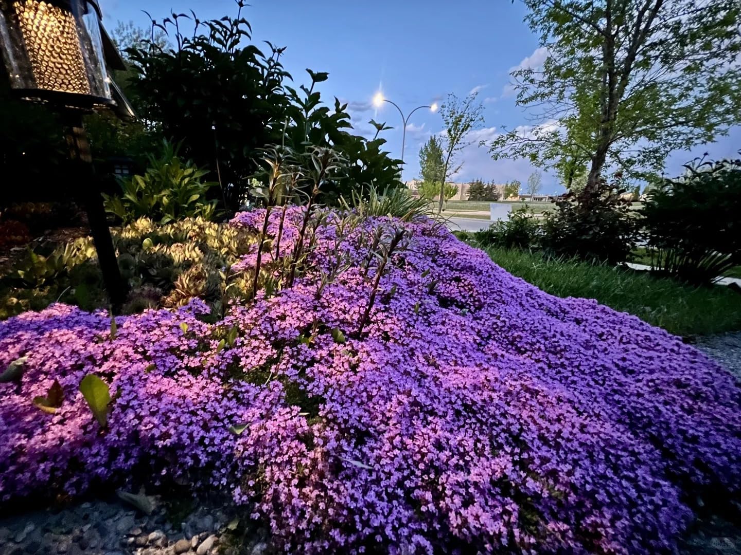 KCT GARDEN shaker-method planting thyme seeds for even distribution