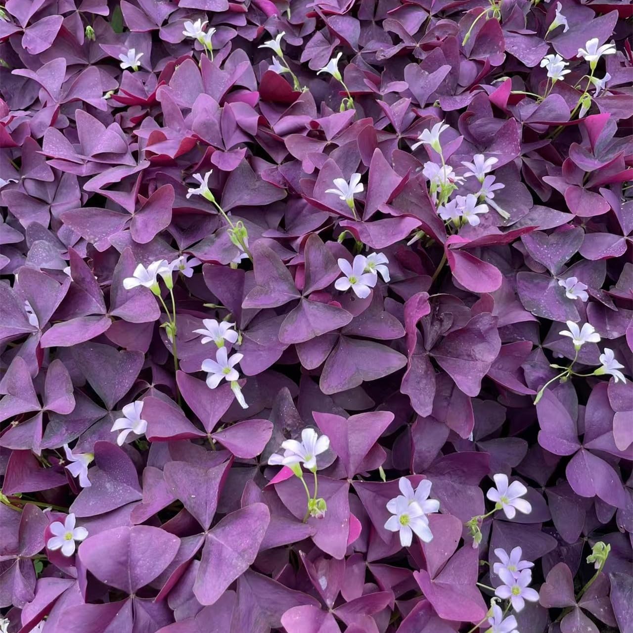 KCT GARDEN watering guide helps steady growth and blooming cycles.