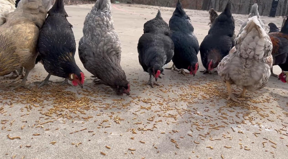 Backyard bird feeding with Kimoe dried mealworms year-round.