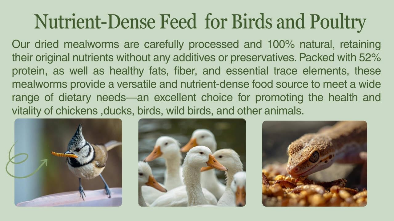 Coop scene with hens and Kimoe mealworms as a supplement.