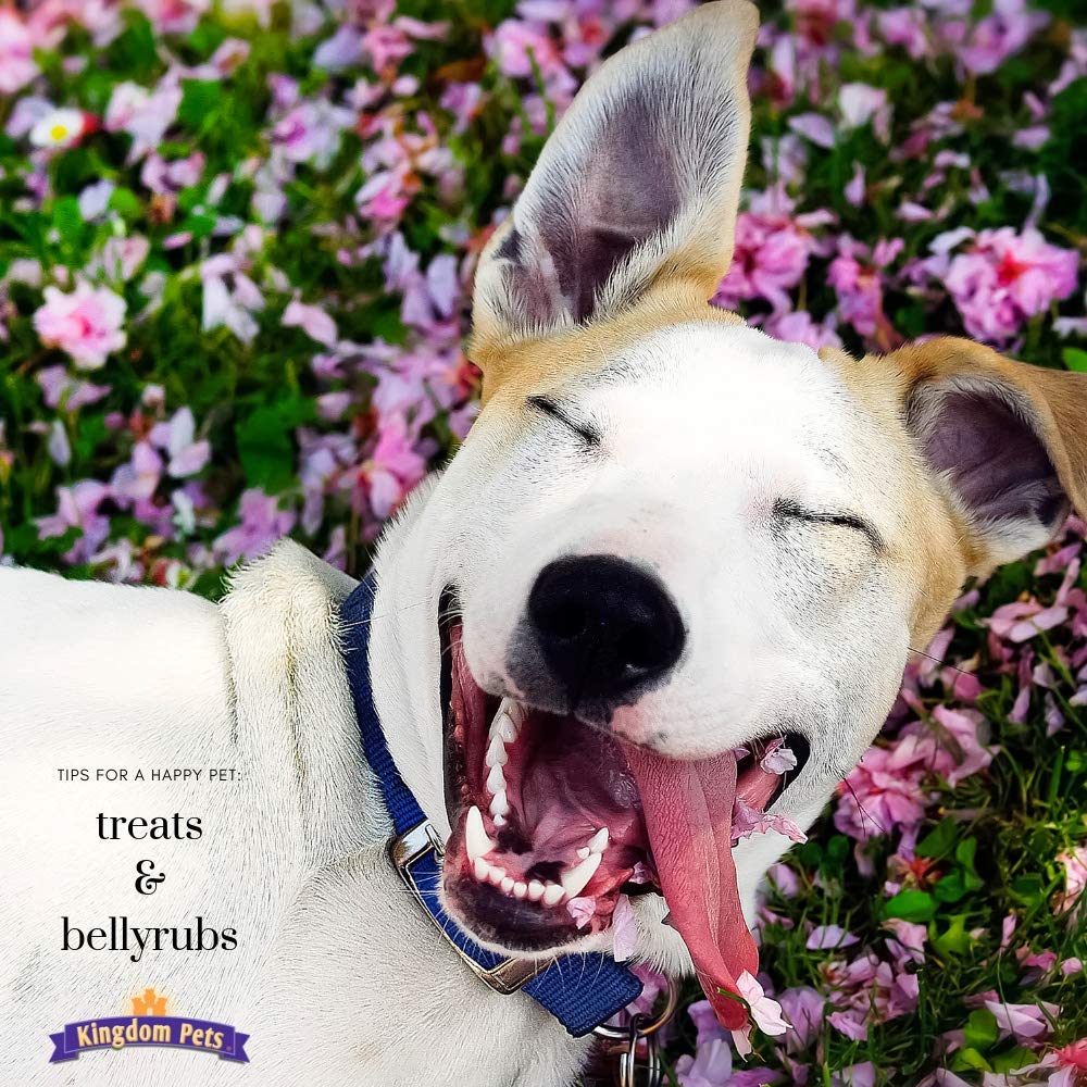 Kingdom Pets nutrition label close-up showing protein-rich, low-fat ingredients.