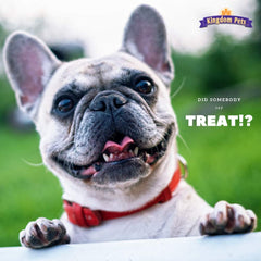 Kingdom Pets jerky treats used during training sessions for motivation.