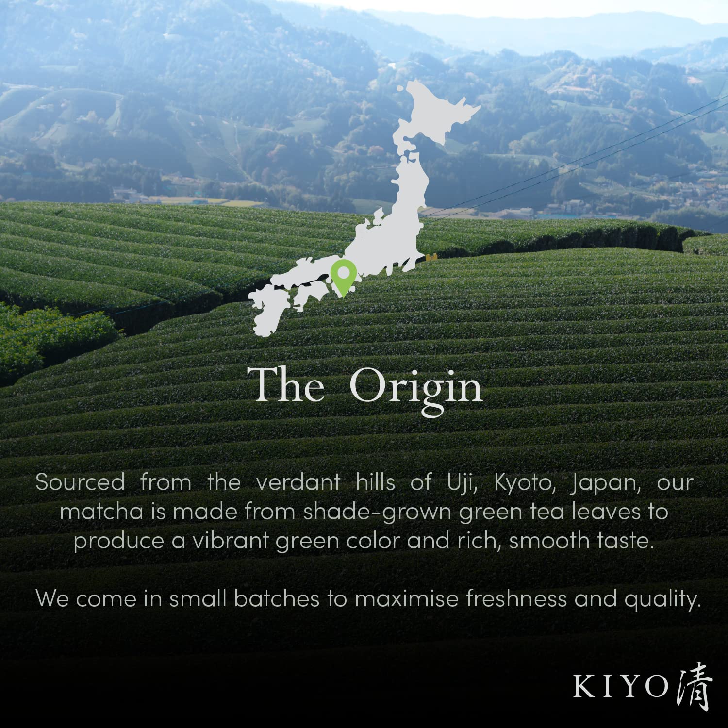 Kiyo Matcha fresh shade-grown leaves image conveying harvest quality