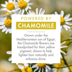 Klorane Chamomile petals close-up suggests gentle brightness for blond hair.