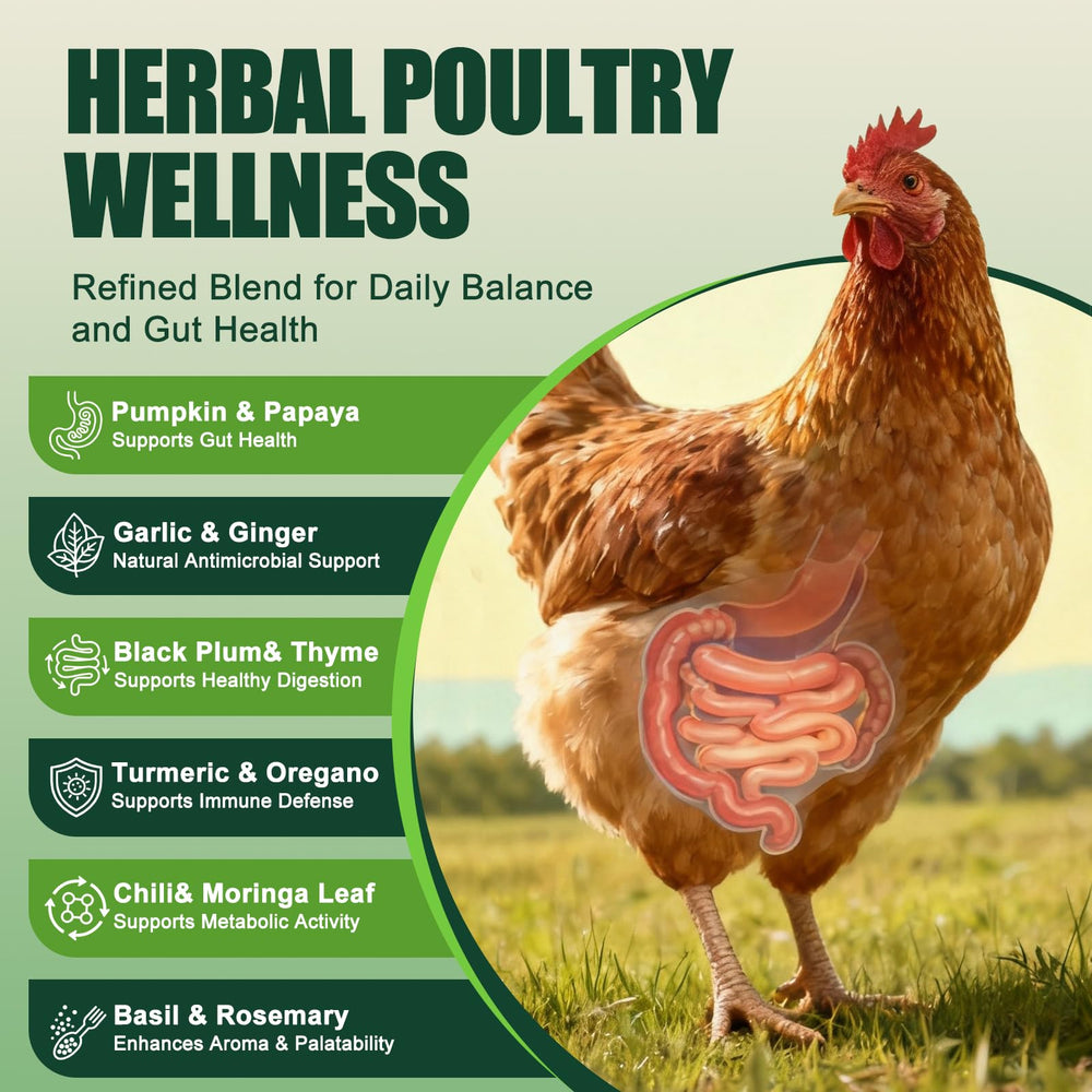 KLUORAN herbal feed supplement promotes digestive balance in chickens.