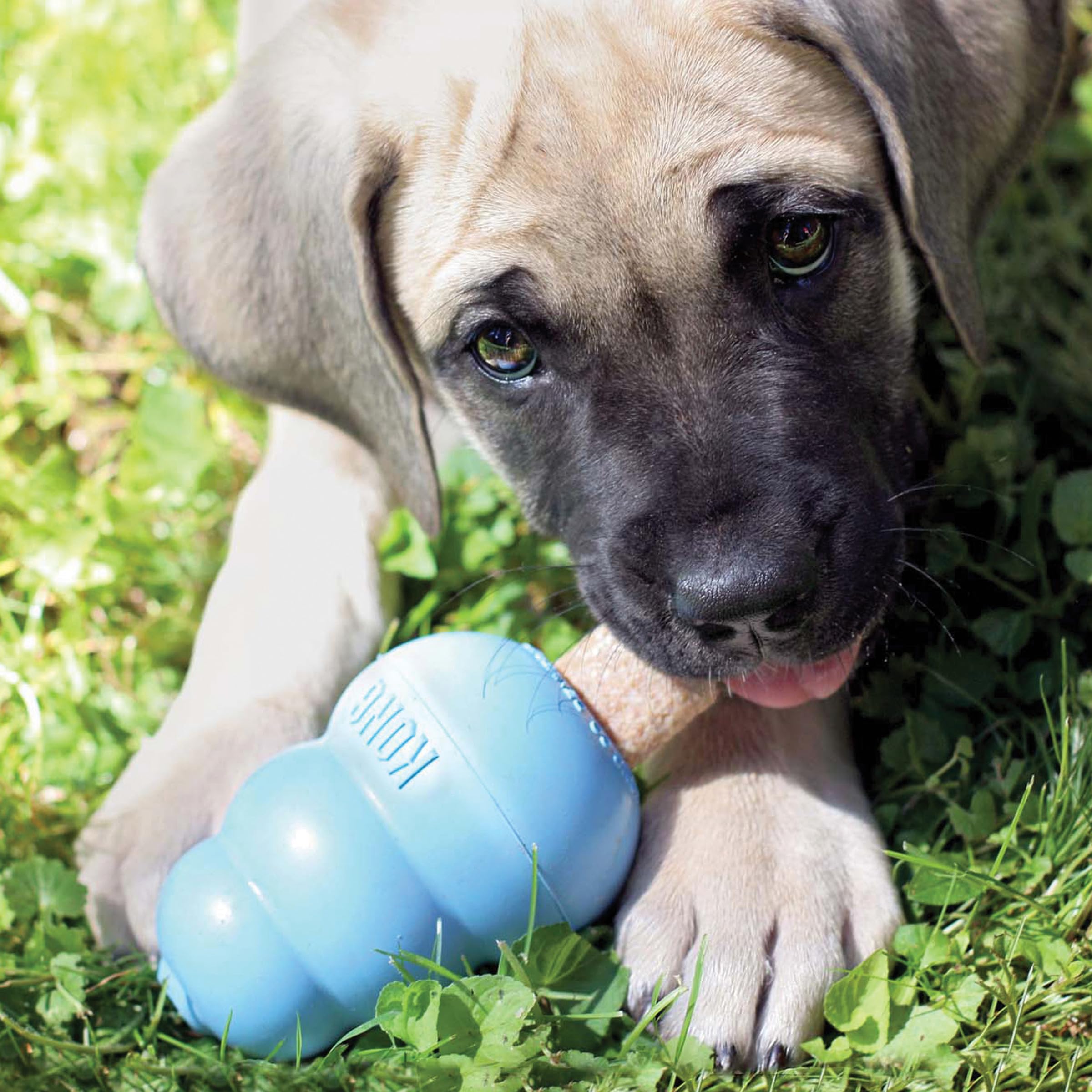KONG Puppy Ziggies for training rewards and positive reinforcement during learning sessions.