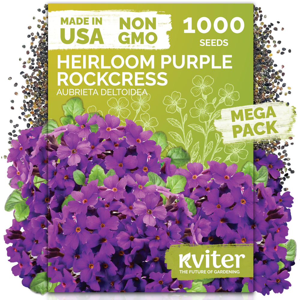 KVITER 1,000 purple rockcress seeds in packet for easy sowing.