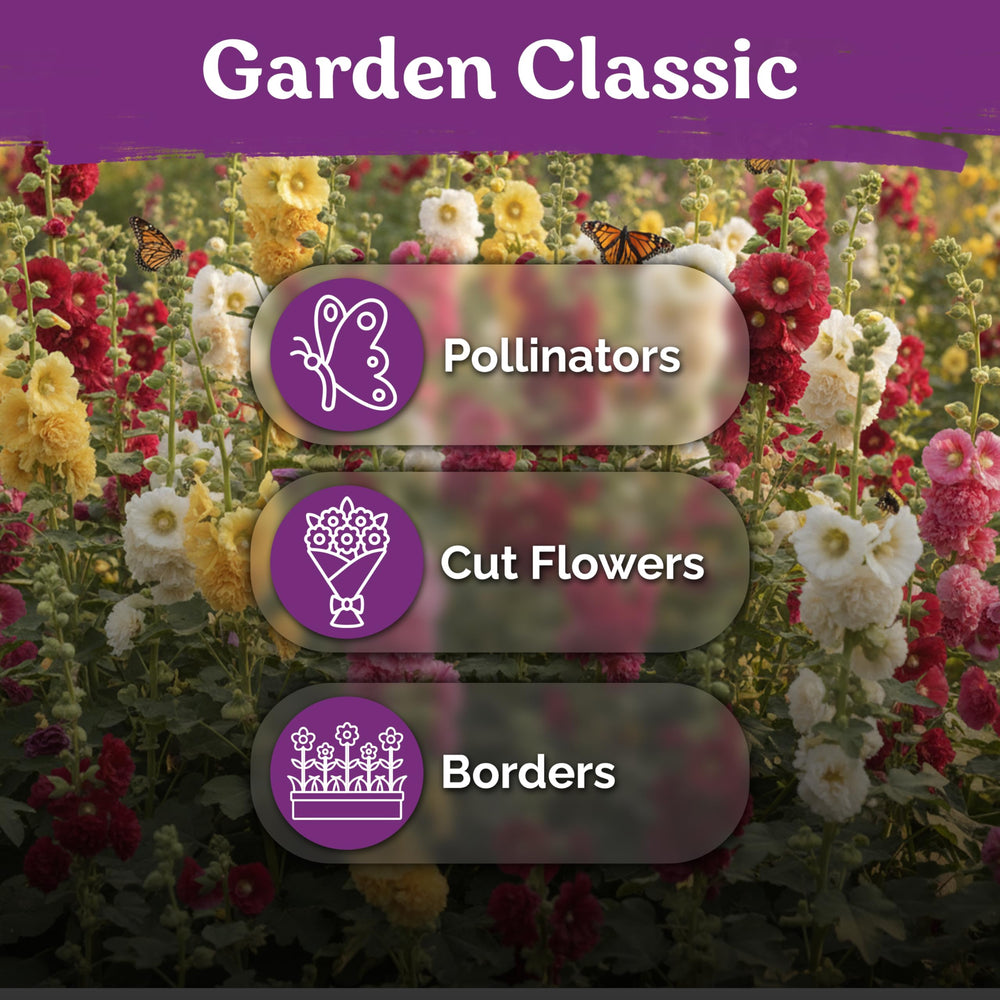 KVITER hollyhock seeds offer easy germination steps for beginners and busy gardeners.