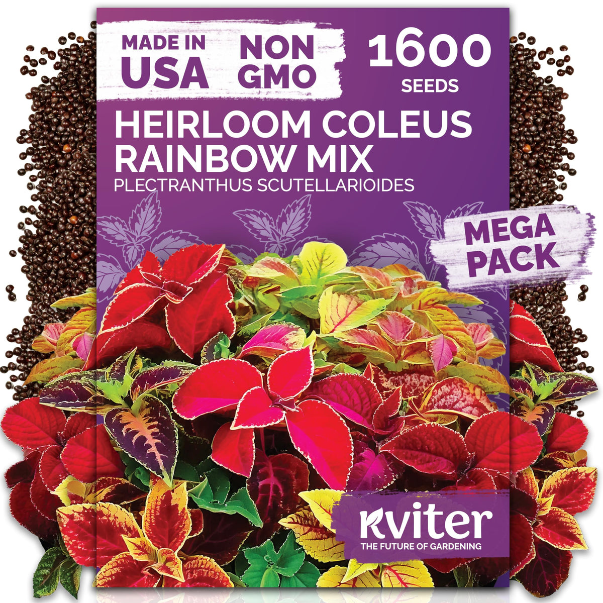 KVITER 1600 Rainbow Coleus seeds front pack showing bold border color for pots