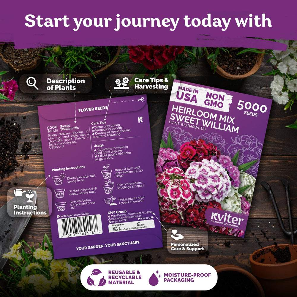 Indoor sowing with KVITER seeds for early Dianthus barbatus blooms.