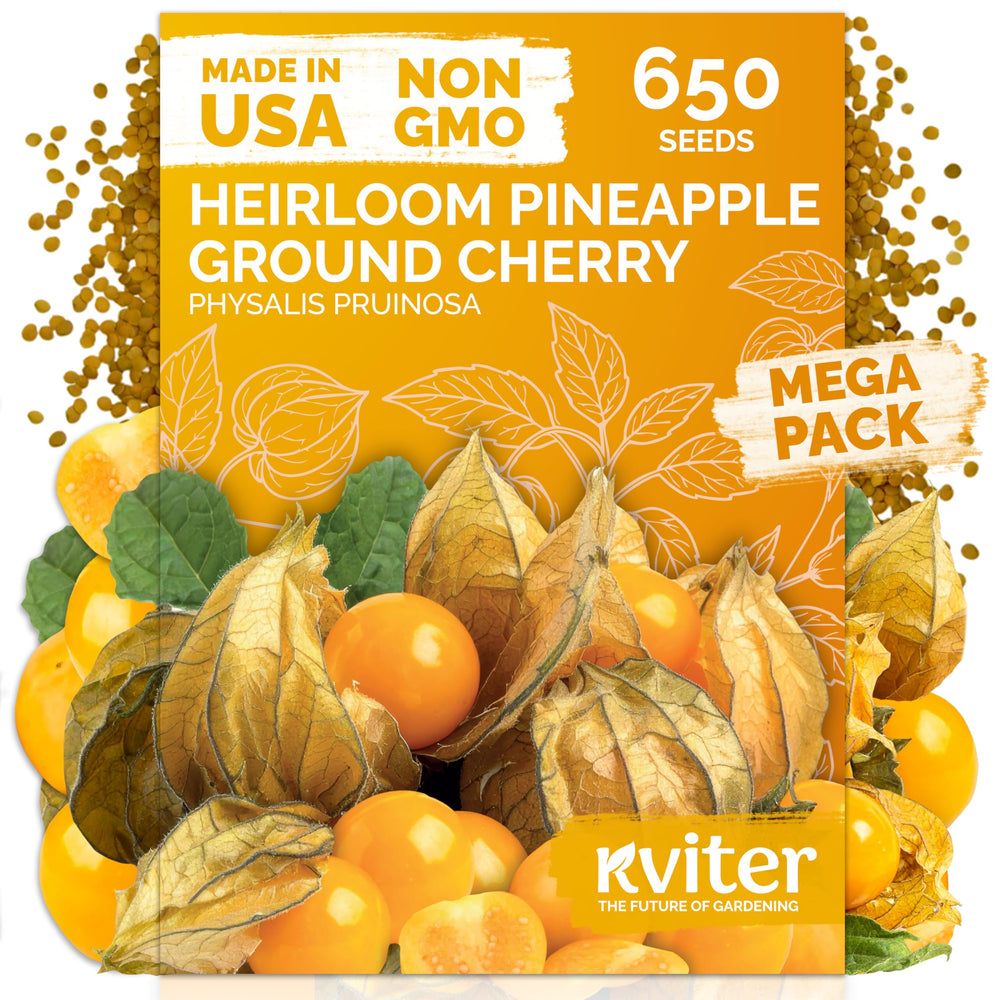 KVITER 650 Aunt Molly ground cherry seeds ready for planting by beginners