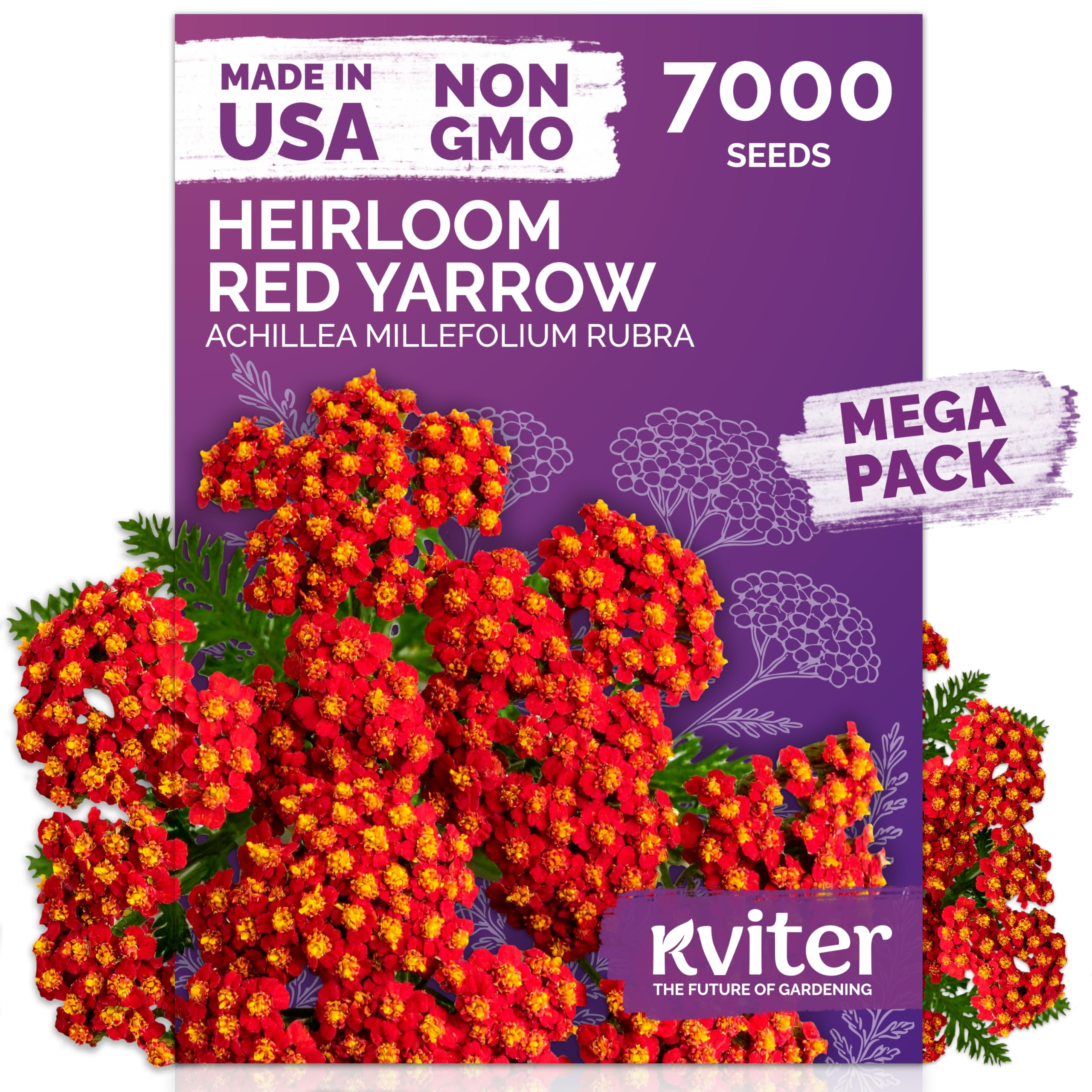 KVITER 7000 Red Yarrow seeds pack front view, ideal for vibrant perennial borders.