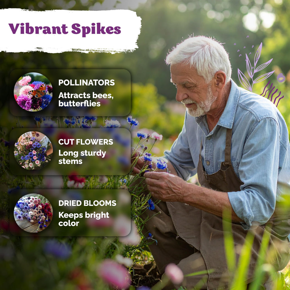 KVITER 800 Mix Bachelor Button Seeds thrive in containers for balconies.