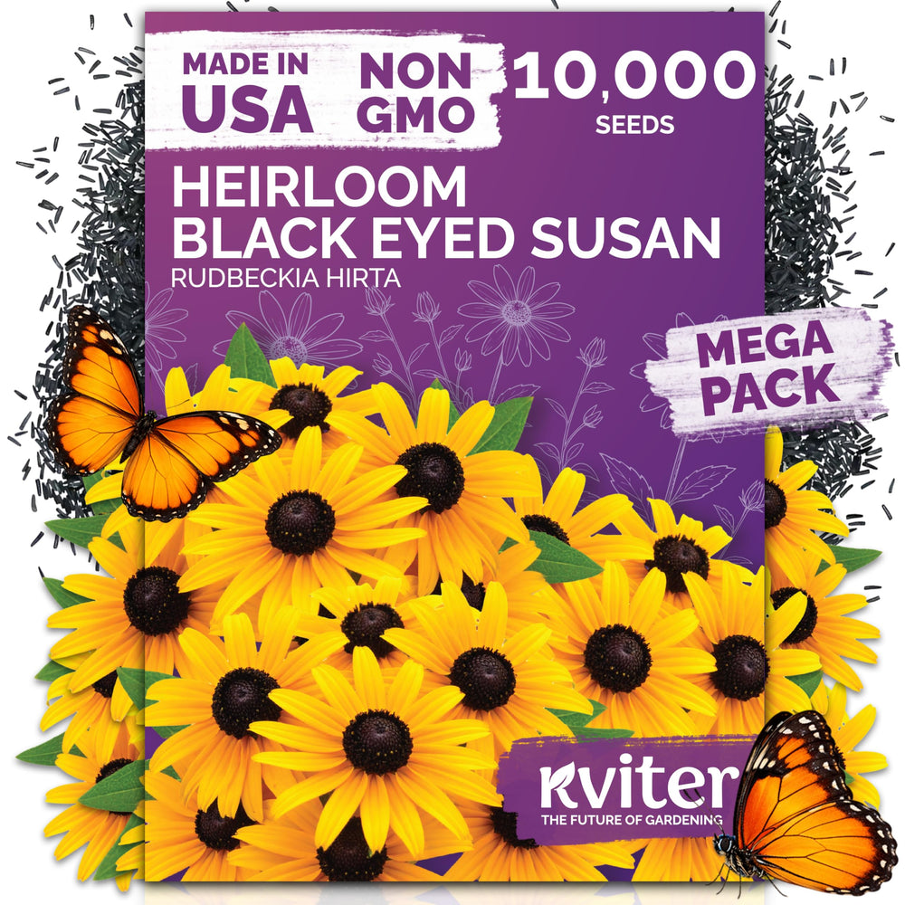 KVITER black-eyed susan seeds packaging for bulk planting and easy garden setup.