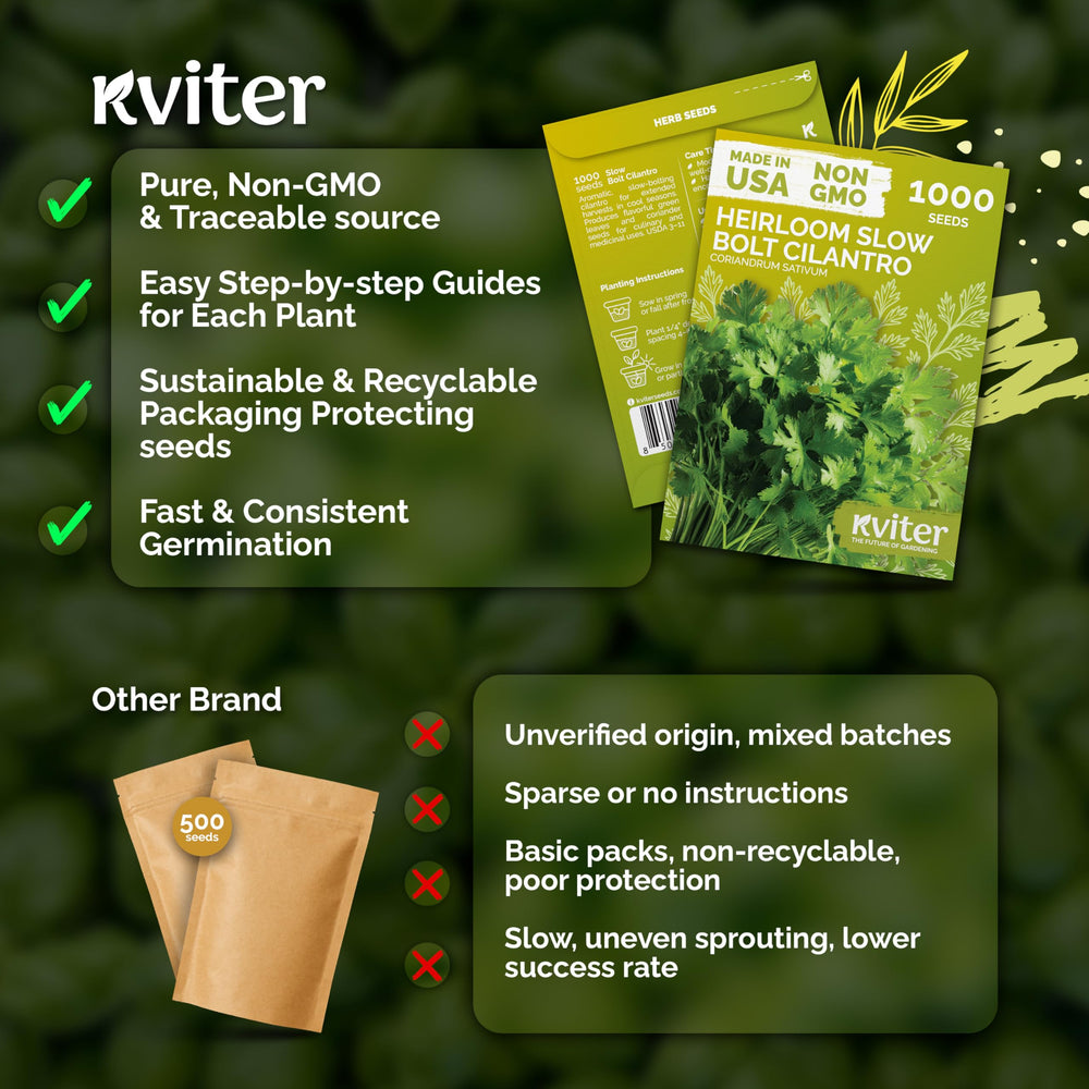 KVITER compact cilantro plants reaching 1-3 feet in garden