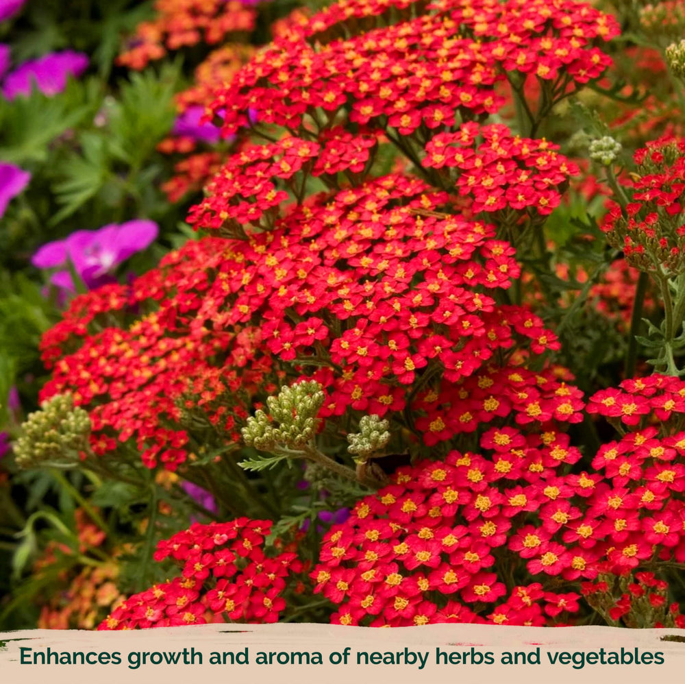 KVITER Deer-resistant yarrow thriving in borders and containers.