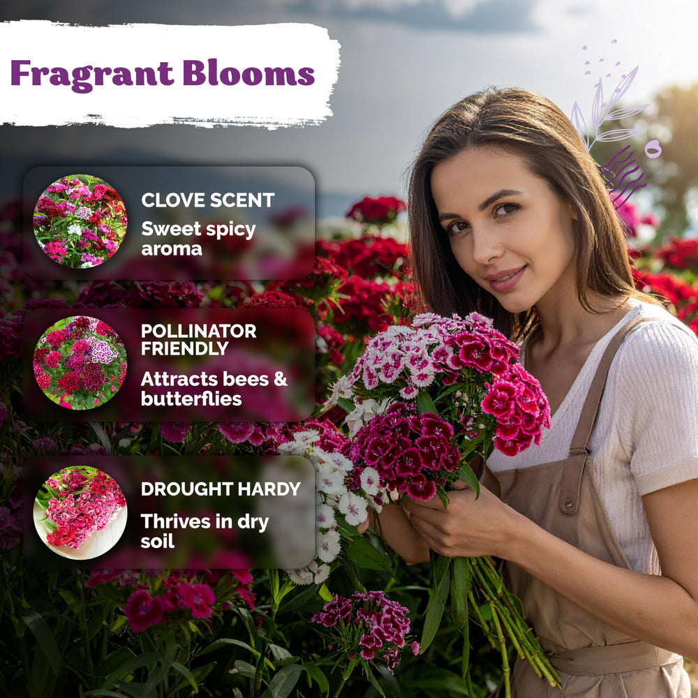 Drought-tolerant dianthus supports low-water garden setups.
