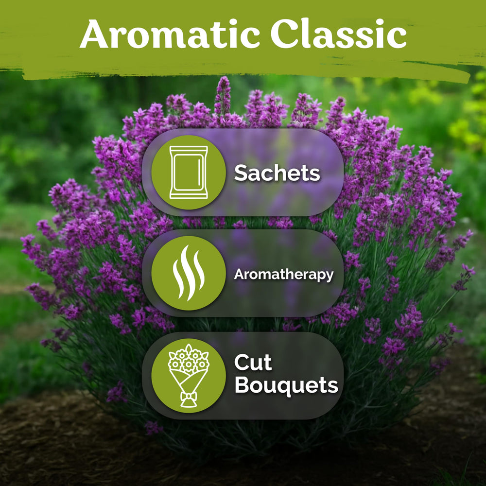 KVITER drought-tolerant lavender in well-drained soil for low-water landscapes