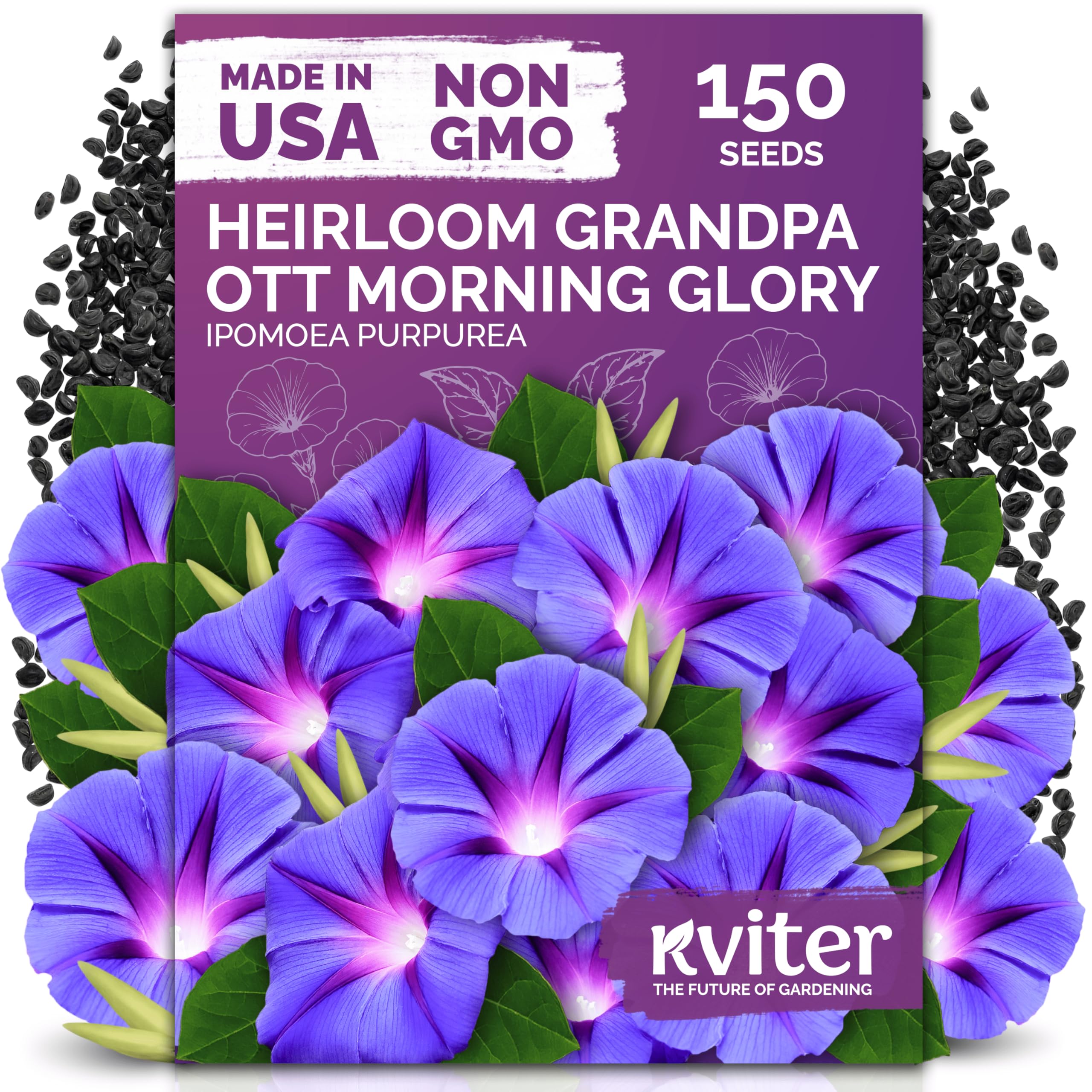 KVITER Grandpa Ott morning glory seeds pack adds vertical color to outdoor spaces.