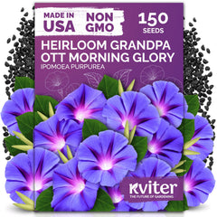 KVITER Grandpa Ott morning glory seeds pack adds vertical color to outdoor spaces.