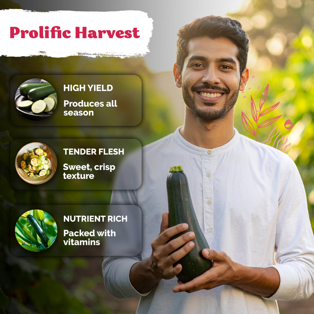 KVITER Black Beauty zucchini harvested, fresh for roasting, sautéing, or freezing.