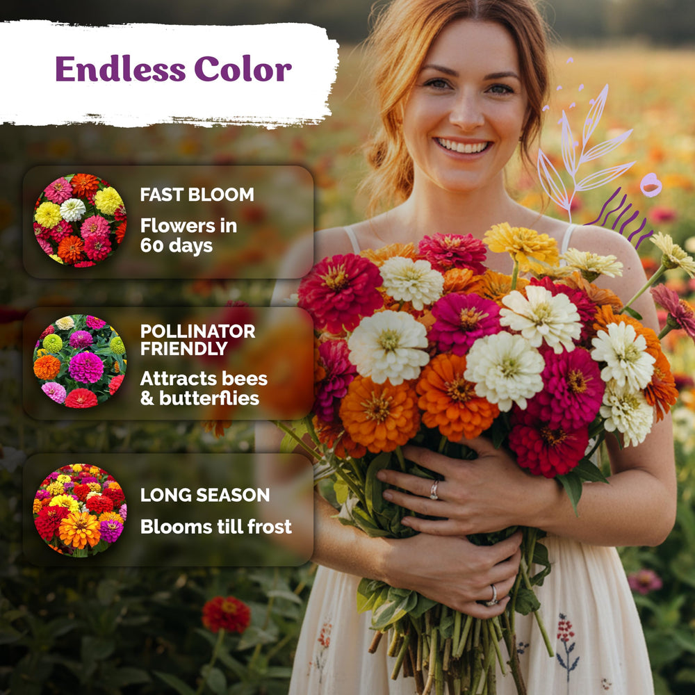 KVITER heirloom open-pollinated zinnia seeds promote easy seed saving.