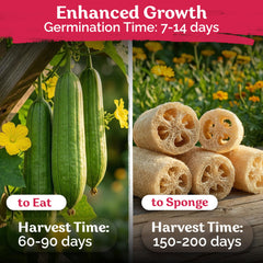 KVITER Loofah gourds form on the vine ready for harvest.