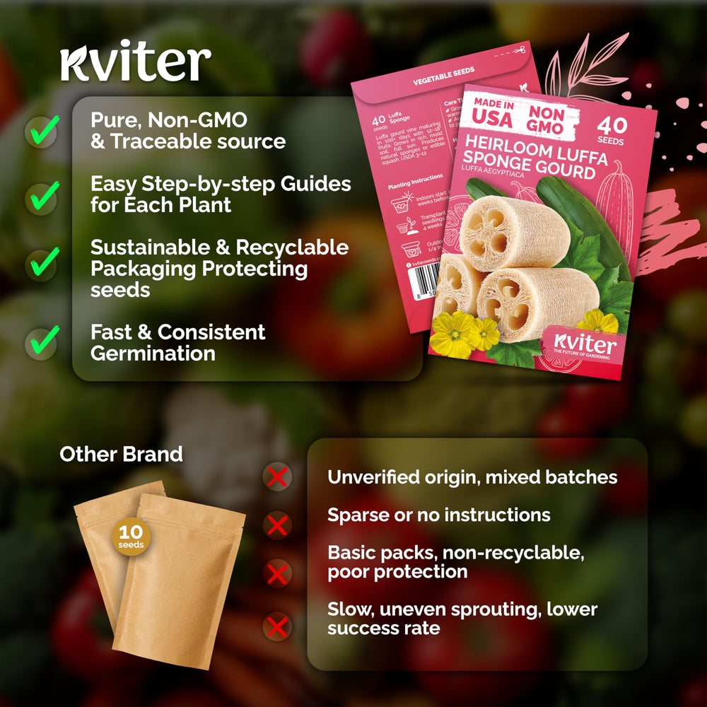 KVITER Mature gourds yield natural exfoliating sponges for home use.