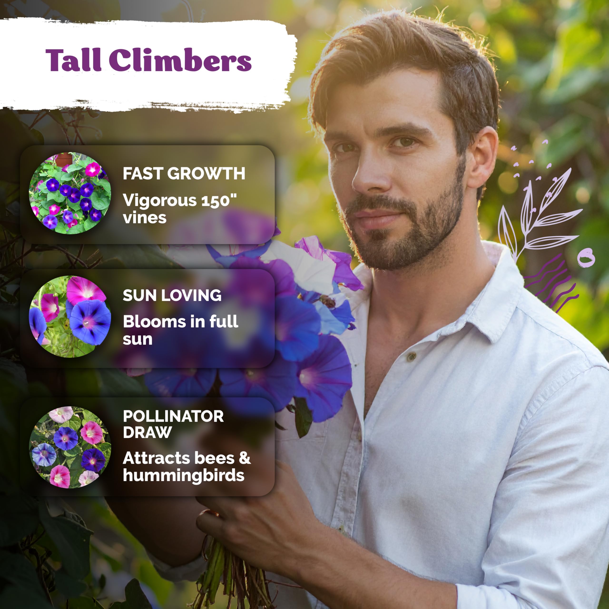 KVITER morning glory blooms on wall and trellis add seasonal color.