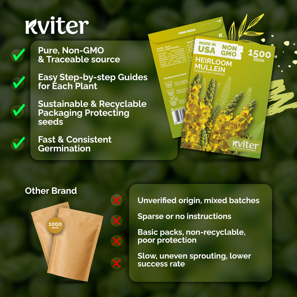 KVITER tall mullein plants forming a meadow accent.